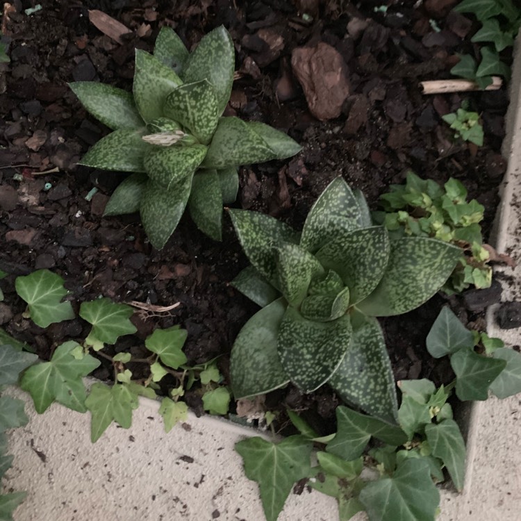 Plant image x Gasterhaworthia 'Rosava'