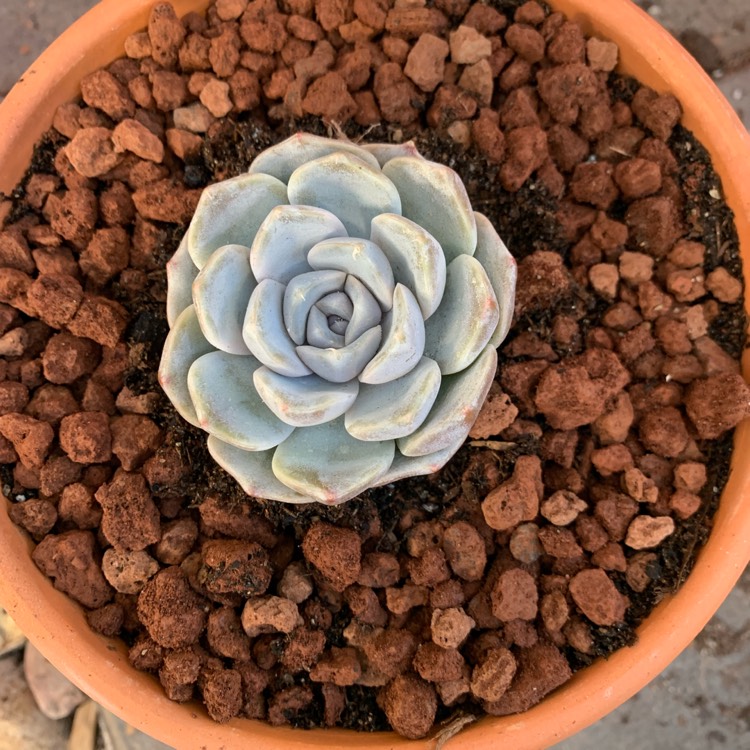 Plant image Echeveria Snow Bunny