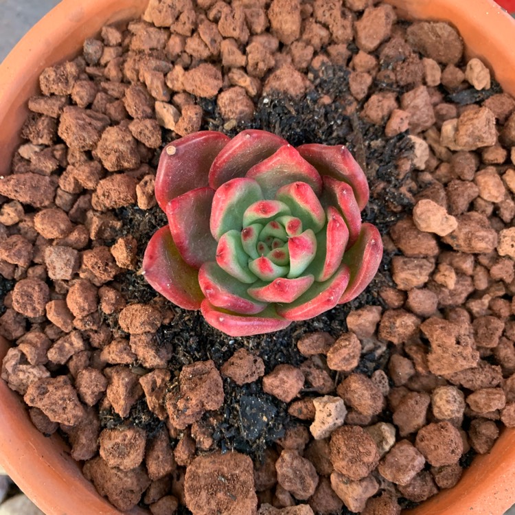 Plant image Echeveria Agavoides Amestro