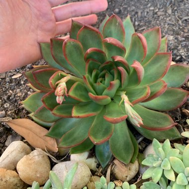 Echeveria 'Benimusume'