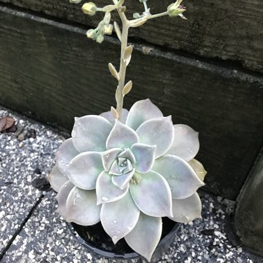 Graptopetalum Paraguayense subsp. Paraguayense