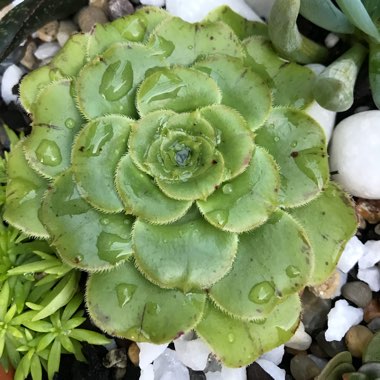 Aeonium Arboreum var.Rubrolineatum