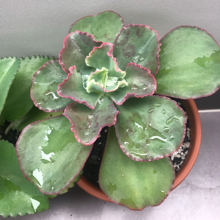 Plant image Echeveria Meridian