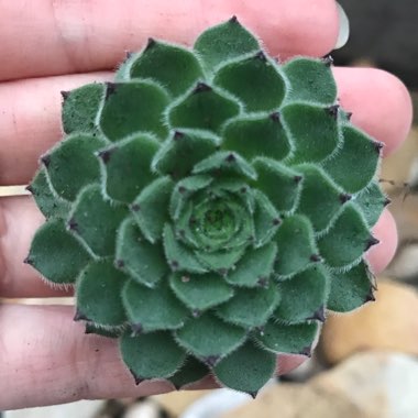 Sempervivum Emmchen