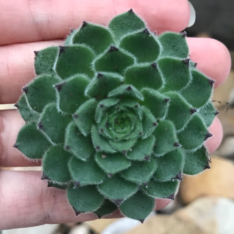 Plant image Sempervivum Emmchen