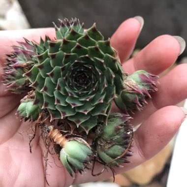 Sempervivum Tectorum Greenii