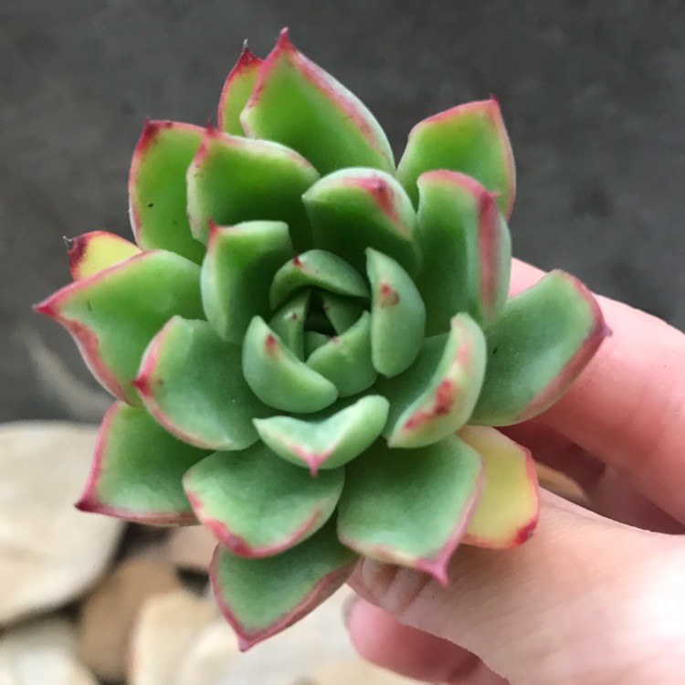 Plant image Echeveria Yamatoren