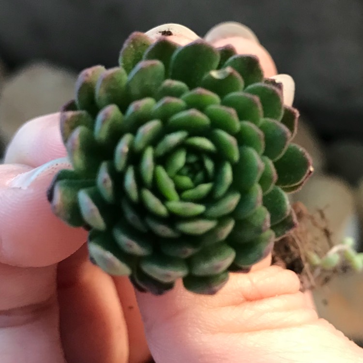 Plant image Rosularia Platyphylla