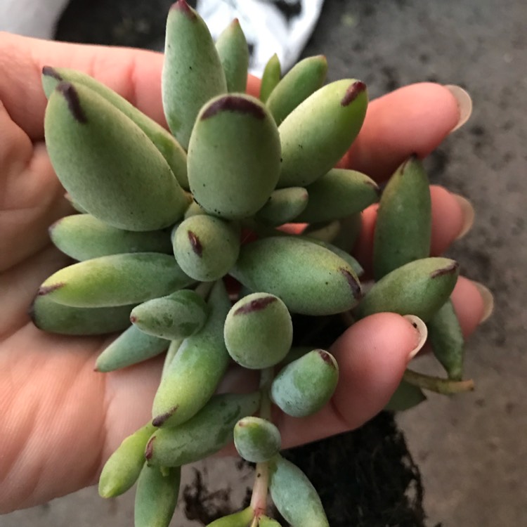 Plant image Cotyledon Papillaris