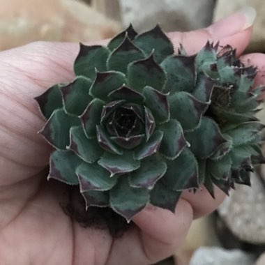 Sempervivum Edge of Night