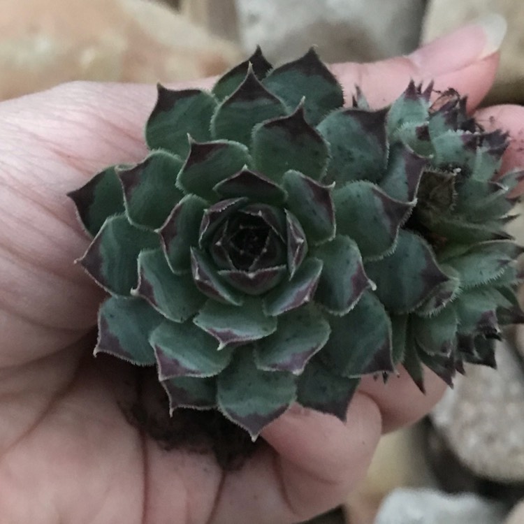 Plant image Sempervivum Edge of Night