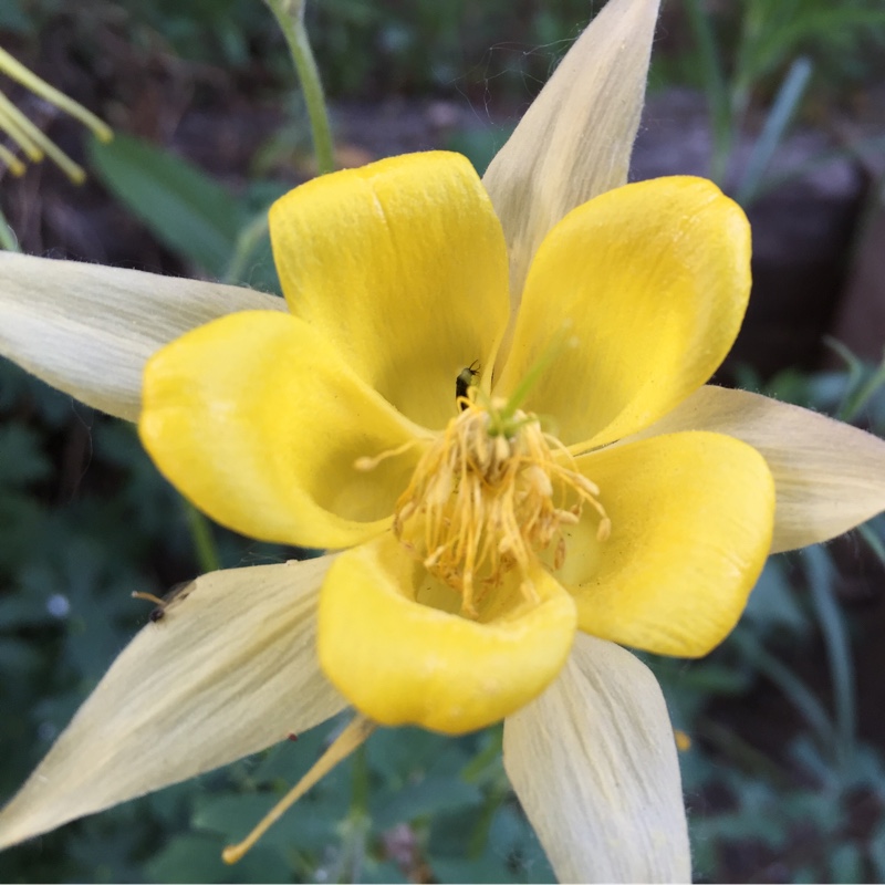 Plant image Aquilegia chrysantha