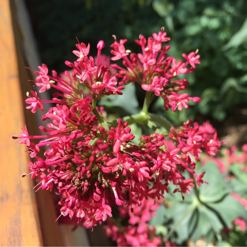 Red Valerian