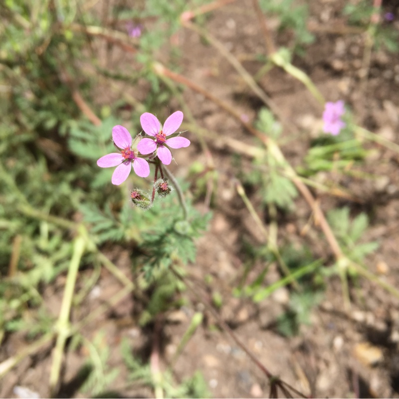 Amanda's garden