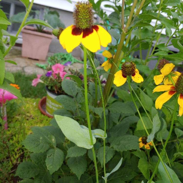 Plant image Helenium 'Sahin's Early'