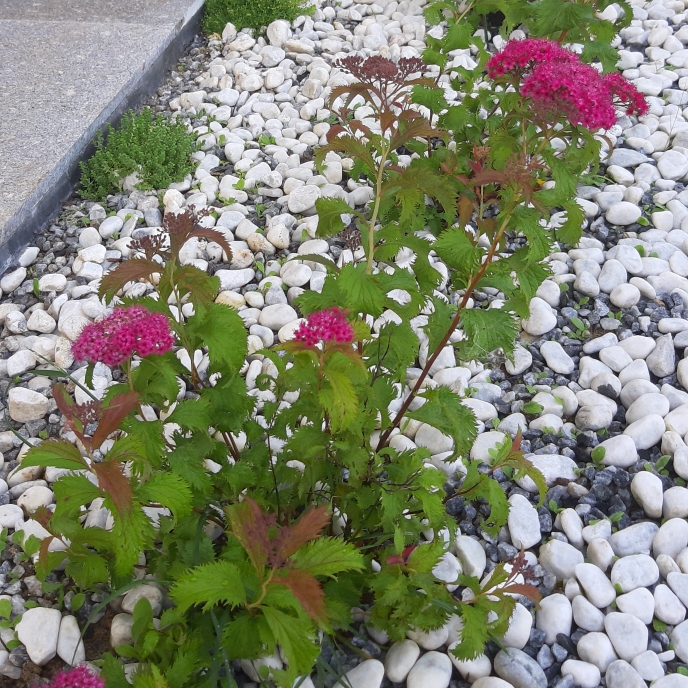 Plant image Spiraea japonica 'Candlelight'