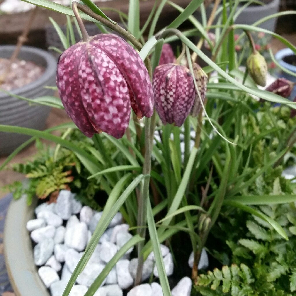 Snake's Head Fritillary