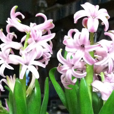 Hyacinth 'Delft Blue'