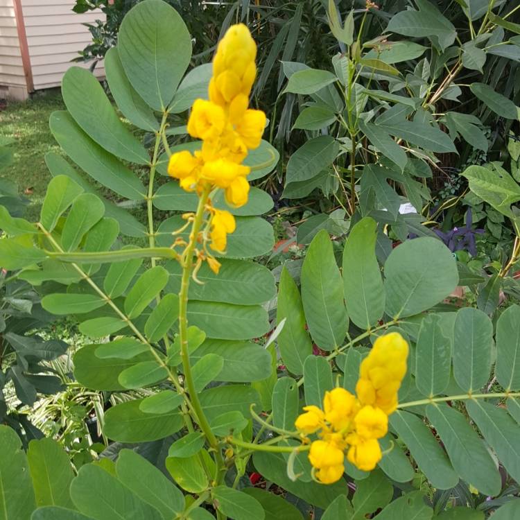 Plant image Senna alata syn. Cassia alata