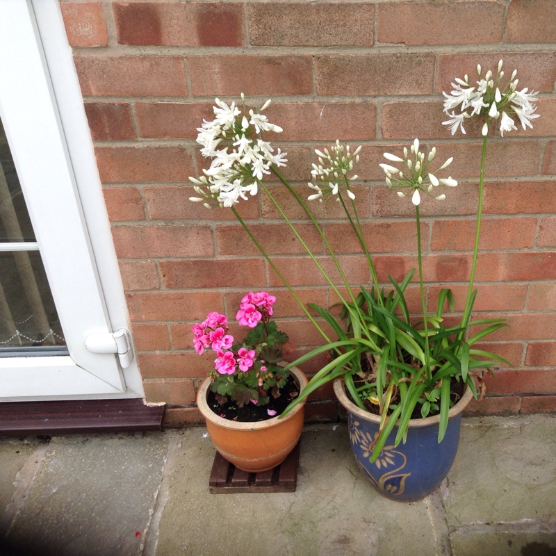 Plant image Agapanthus 'Snow Cloud' syn. Agapanthus 'Fragrant Snow'