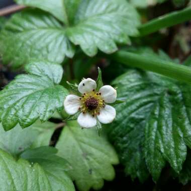 Fragaria vesca