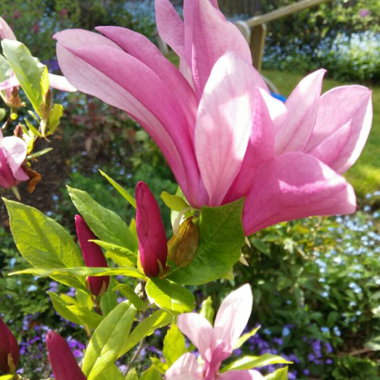 Plant image Magnolia liliiflora 'Nigra'