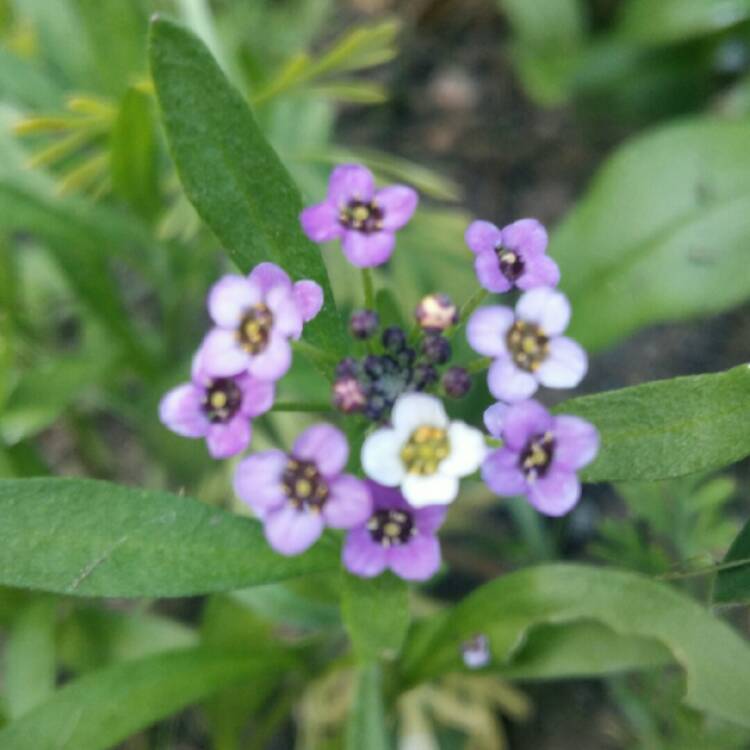 Plant image Lobularia maritima 'Wonderland Mix' (Wonderland Series)