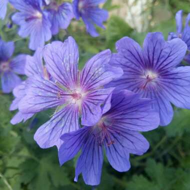 Cranesbill 'Johnson's Blue'