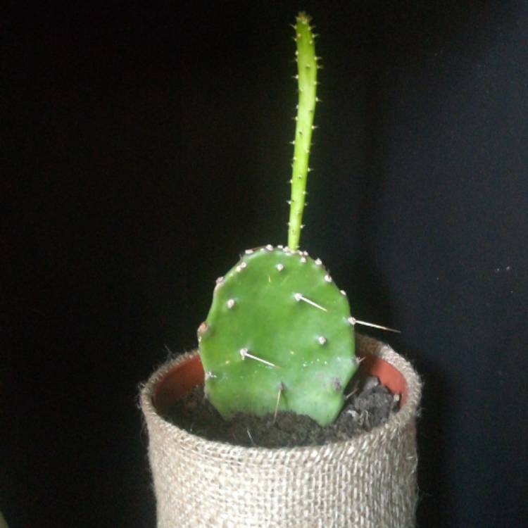 Plant image Opuntia Argentina