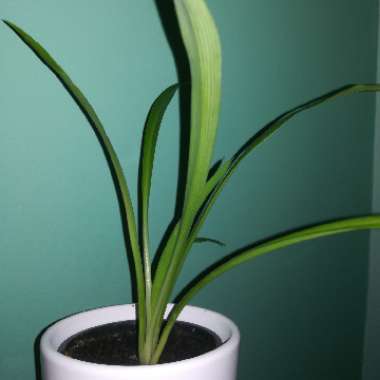 Spider Plant 'Hawaiian'