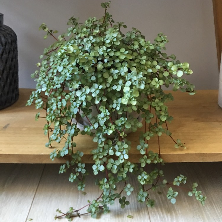 Plant image Pilea Glauca 'Silver Sprinkles' syn. Pilea libanensis 'Silver Sprinkles'