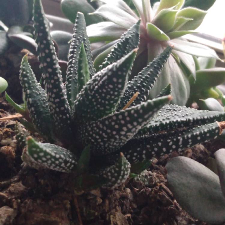 plant image 1511041