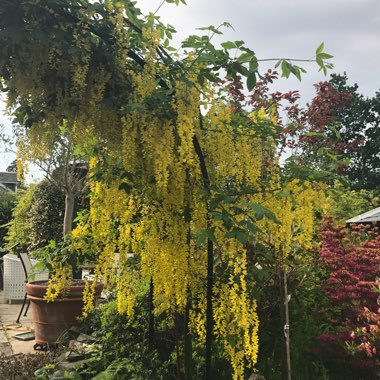 Common Laburnum