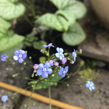 Siberian Bugloss 'Jack Frost'