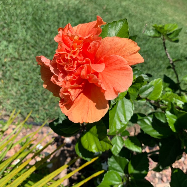 Plant image Hibiscus rosa-sinensis 'Apricot Brandy'