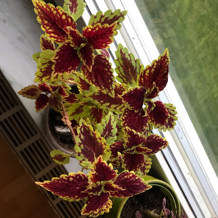 Plant image Plectranthus scutellarioides 'Crimson Gold'