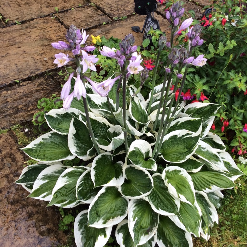 Plantain Lily 'Patriot'