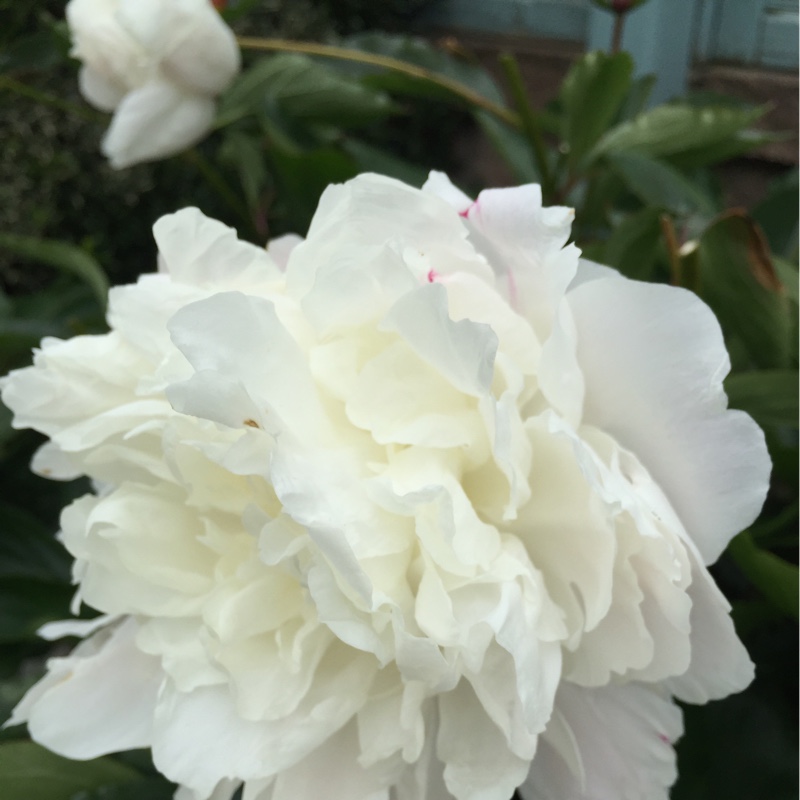 Peony 'Shirley Temple' (Herbaceous)