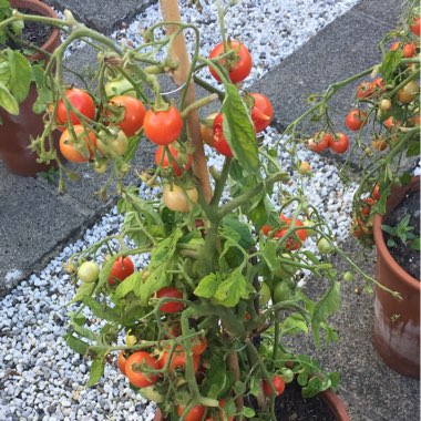 Tomato 'Red Cherry' (Cherry Tomato)