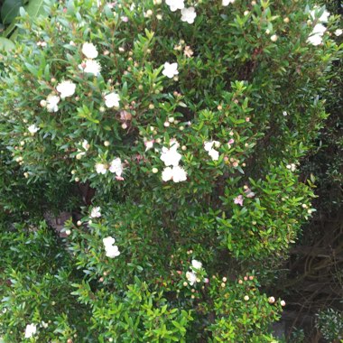 Mexican Fleabane