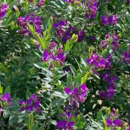 Plant image Polygala myrtifolia