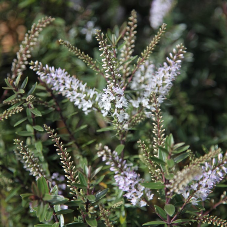 Plant image Hebe rakaiensis