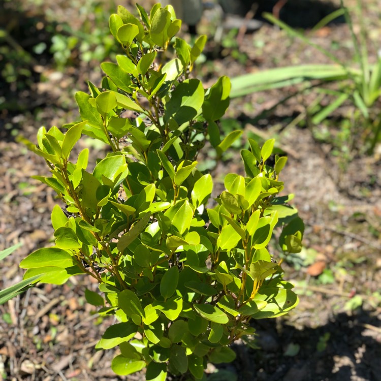 Plant image Griselinia littoralis