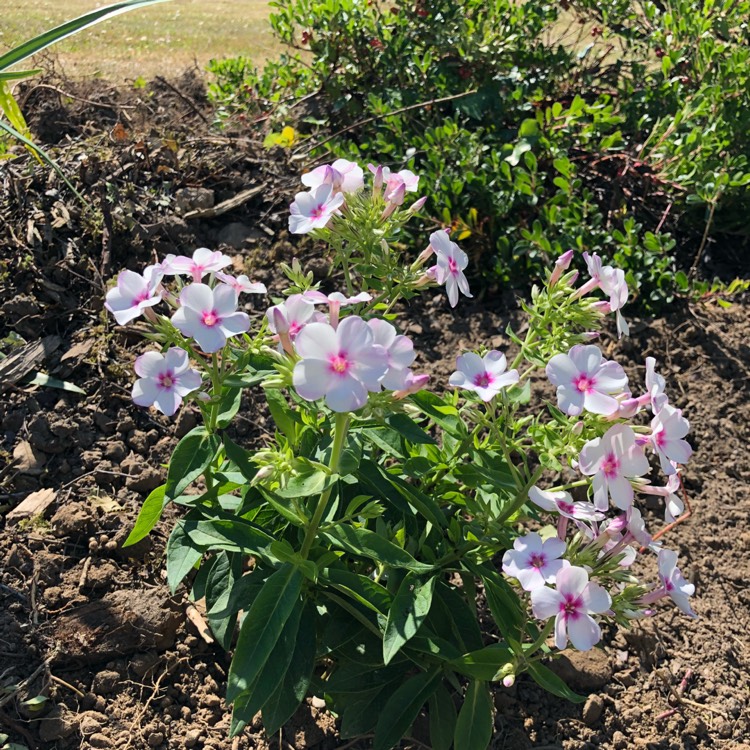 Plant image Phlox paniculata 'Flame White Eye'