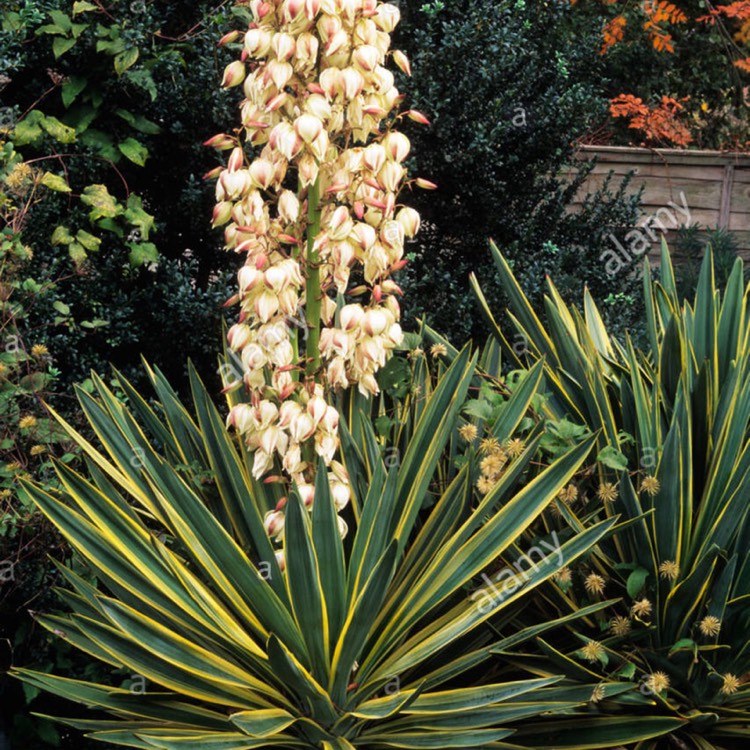 Plant image Yucca gloriosa