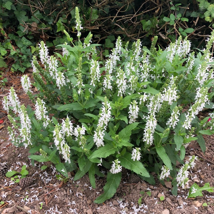 Plant image Salvia nemorosa 'Snow Mound'