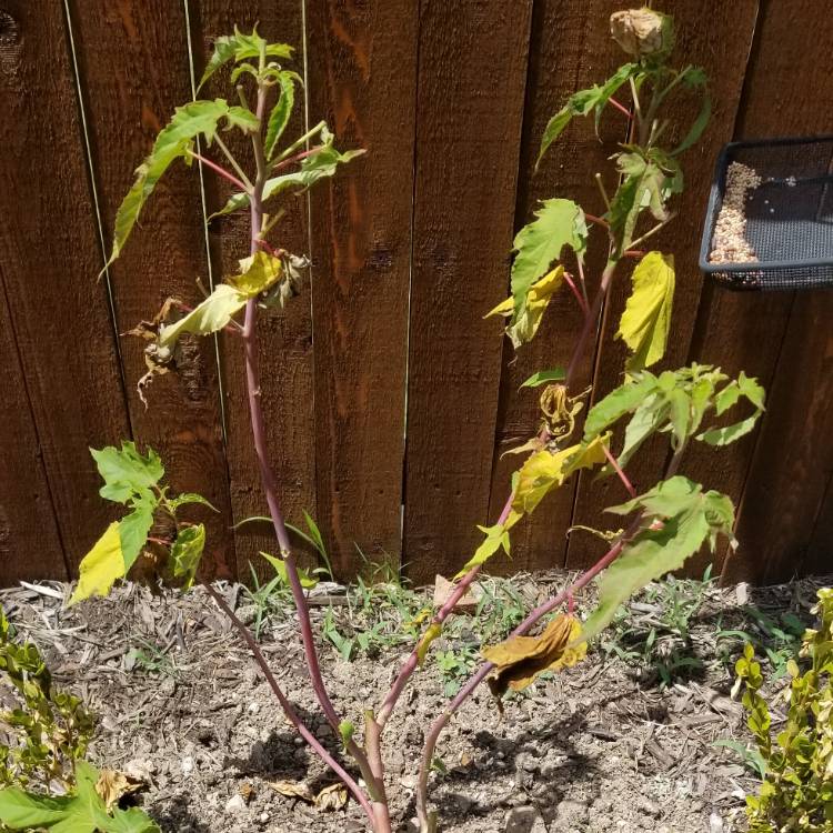 Plant image Hibiscus moscheutos 'Balhibpsw' (Luna Series) syn. Hibiscus moscheutos 'Luna Pink Swirl'