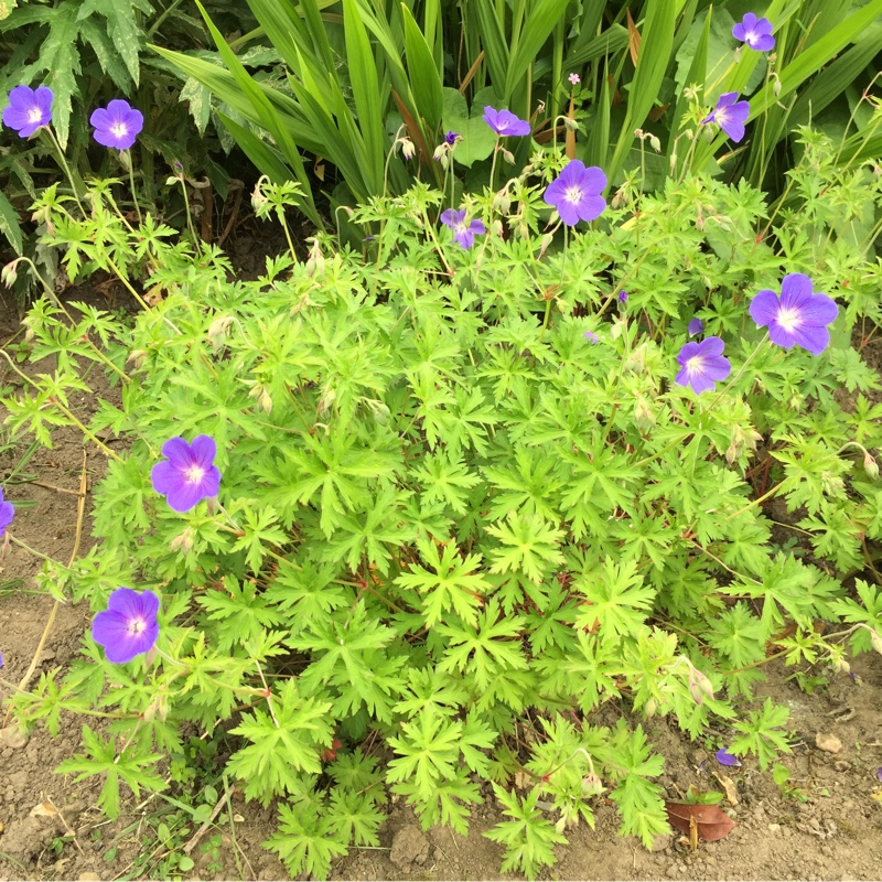 Cranesbill (Geranium)