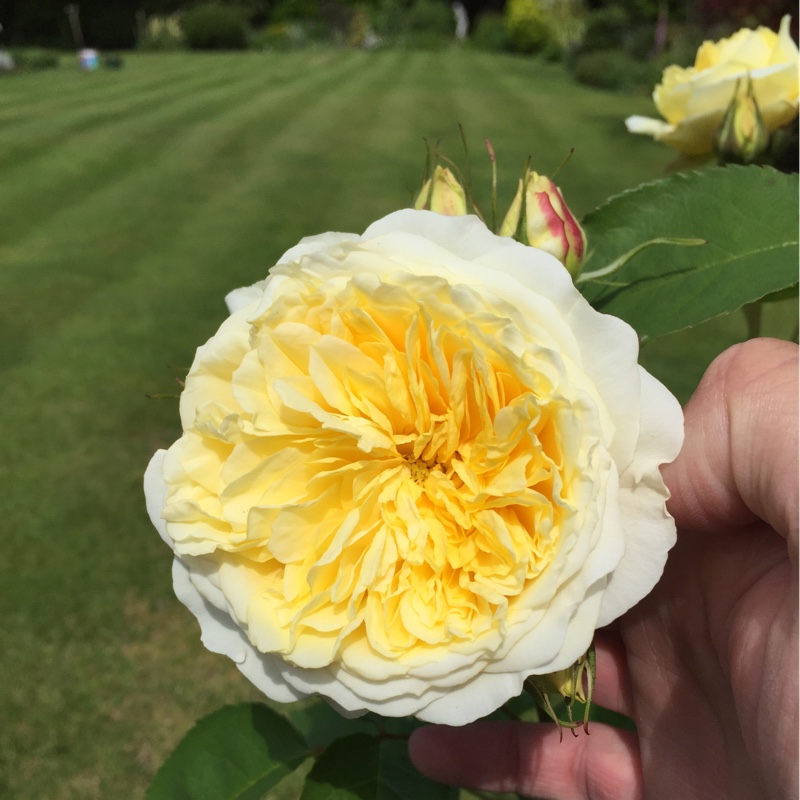 Plant image Rosa 'Auswalker' syn. Rosa 'The Pilgrim', Rosa 'Gartenarchitekt Gunther Schulze'