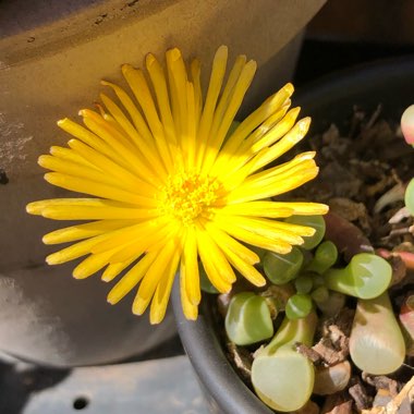 Fenestraria aurantiaca